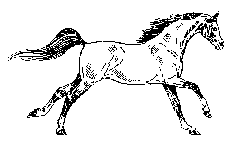 horse22.gif
